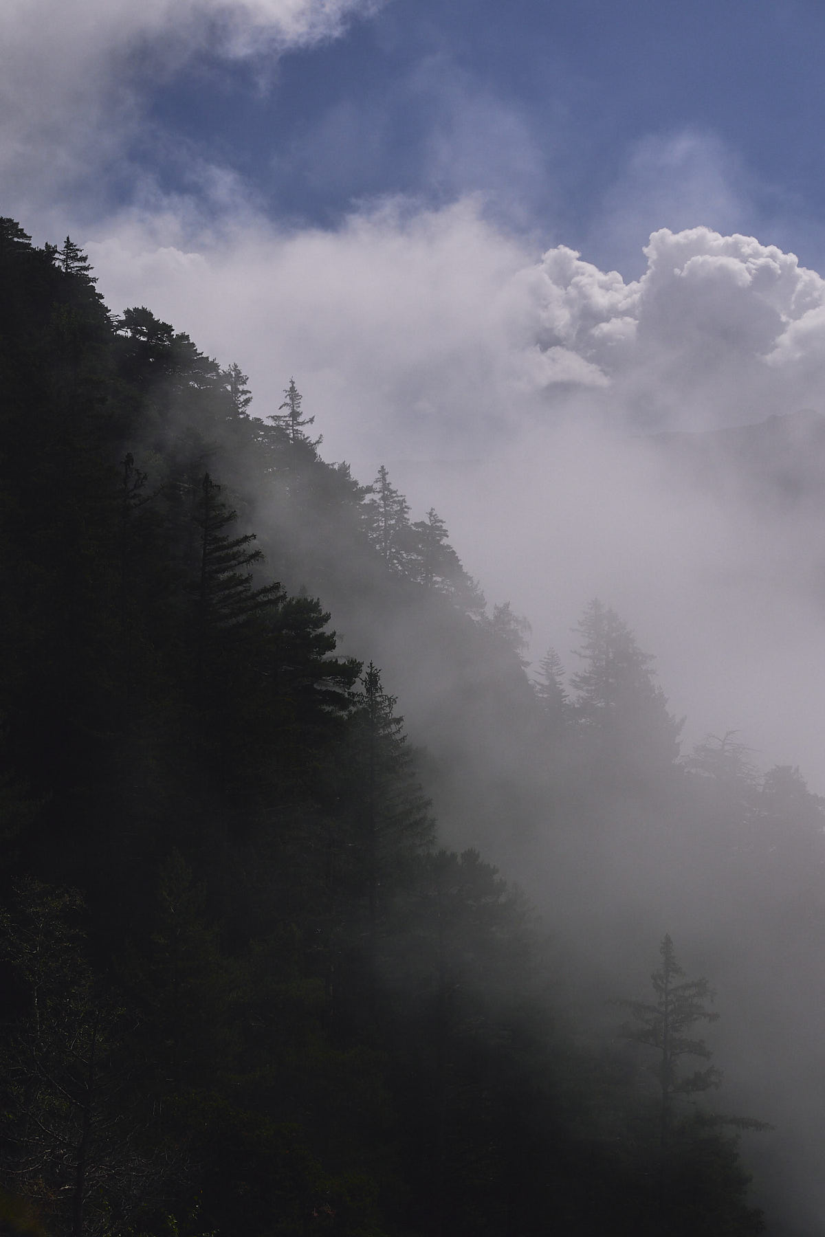 Silhouettes of trees on a recline, fading into foggy clouds