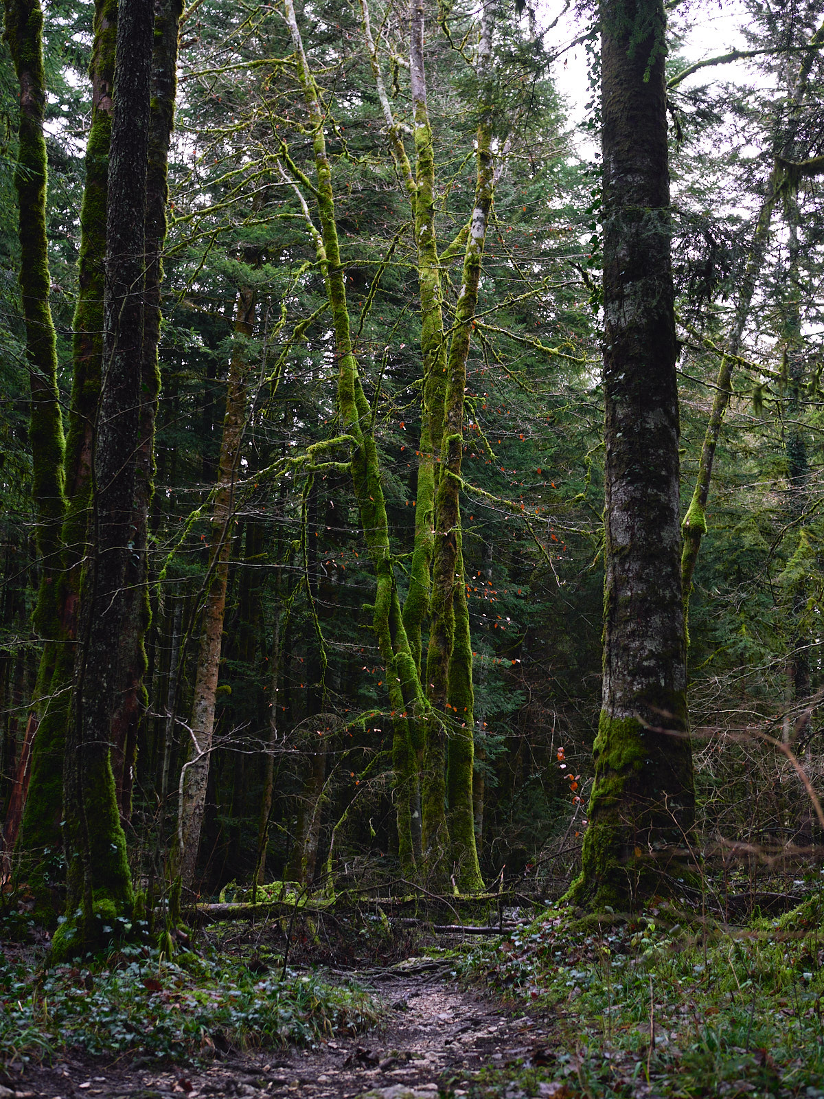 A lush forest with a dirt path leading to a tree with four thin trunks, covered in bright green moss and peppered with bright red leaves