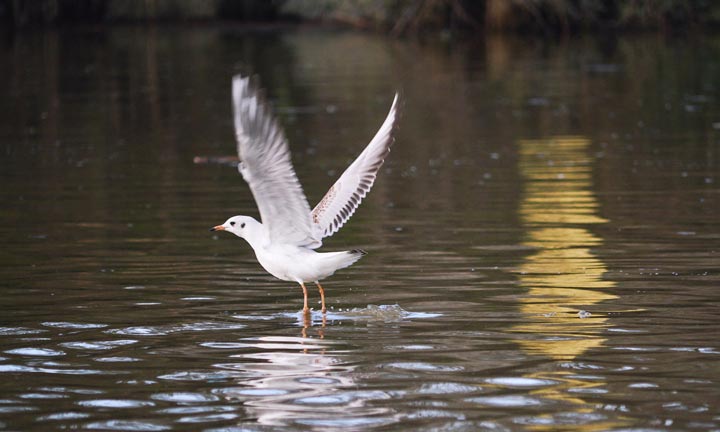 A gull taking off from water