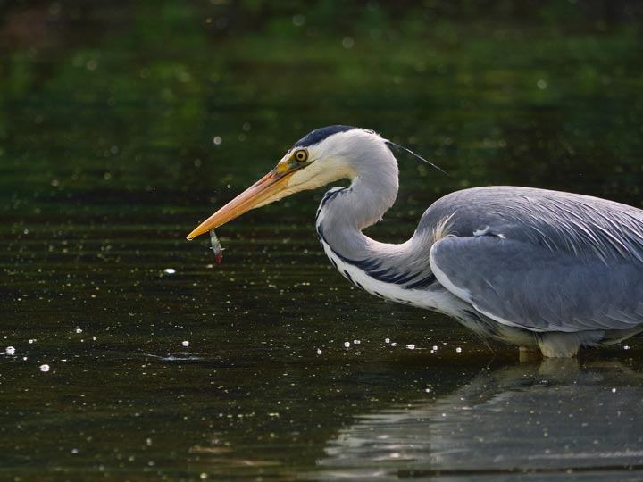 A grey heron legs deep in water, holding a small fish in its beak