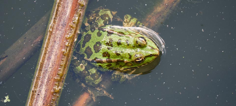 A green frog sitting on an underwater plant stem